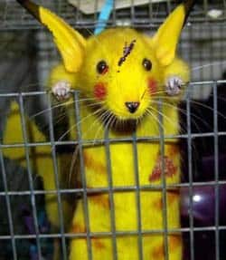 Authorities bust illegal Pokémon fighting ring